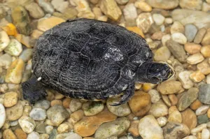 Piedra para Lecho Tortugas Vio Habit